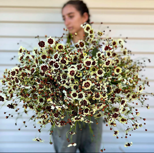 coreopsis incredible swerl