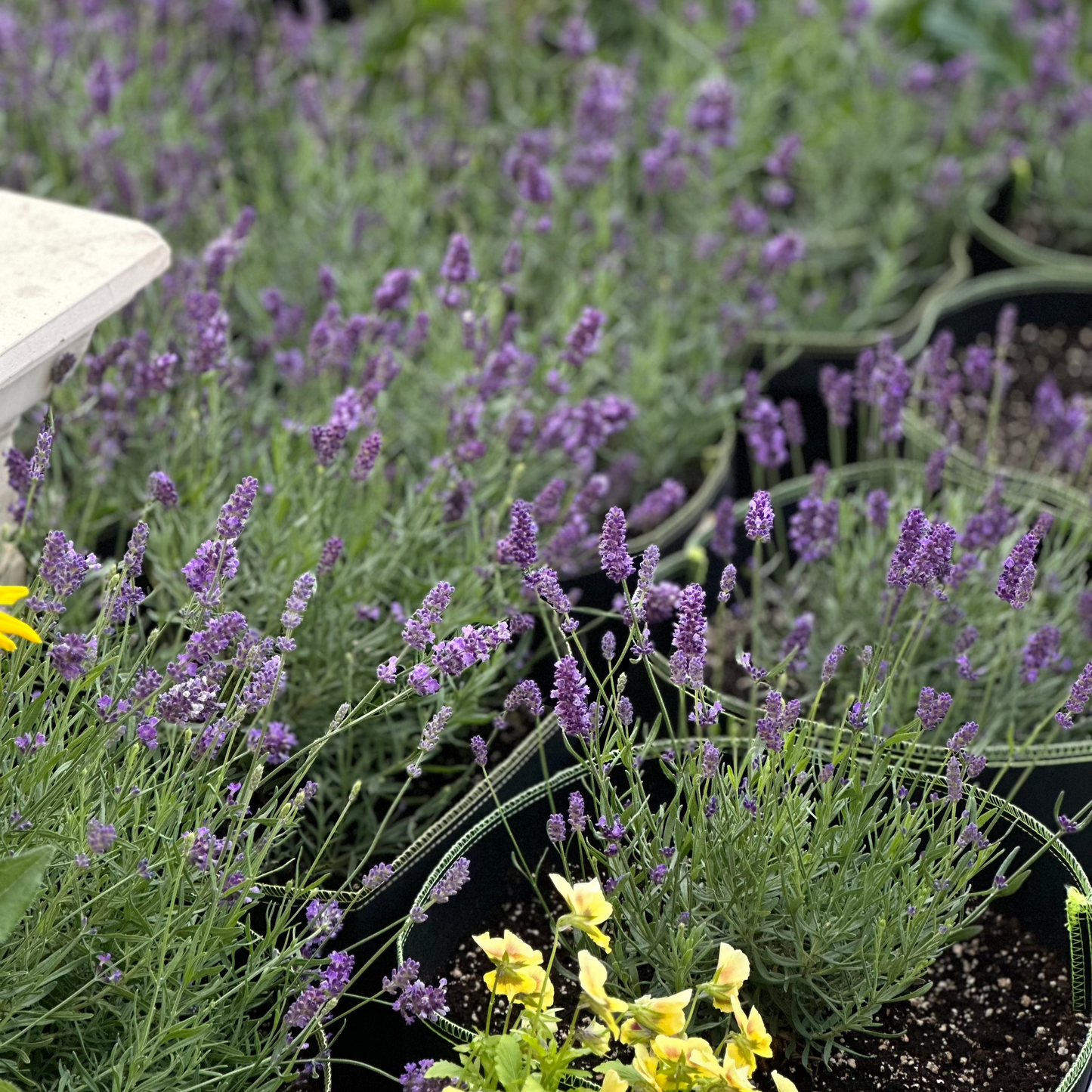 Elegance purple lavender