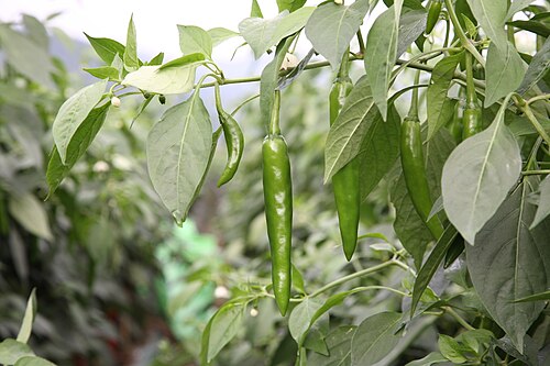 PEPPER KOREAN DARK GREEN