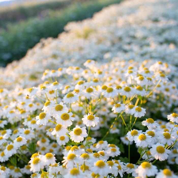 Feverfew MAGIC SINGLE