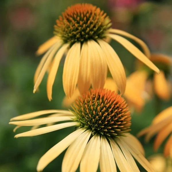 echinacea Mellow yellow