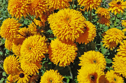MOPPETS ORGANIC RUDBECKIA