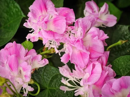 MORNING GLORY" SPLIT SECOND