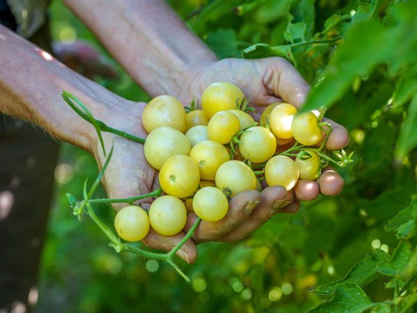 NAPA CHARDONnaY tomato