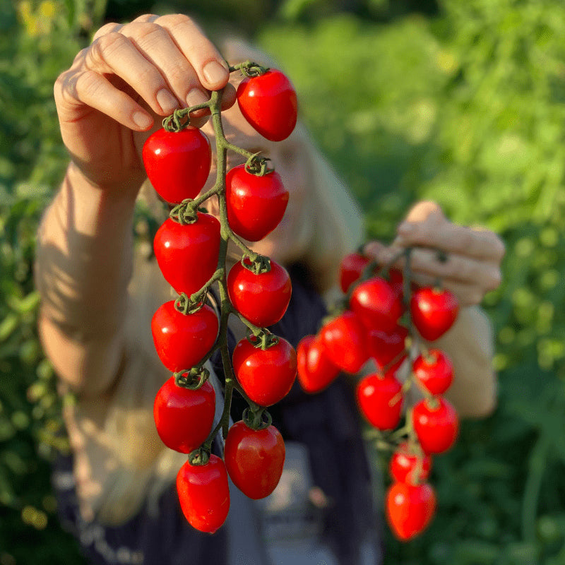 TOMATO SWEETHEART CHERRY