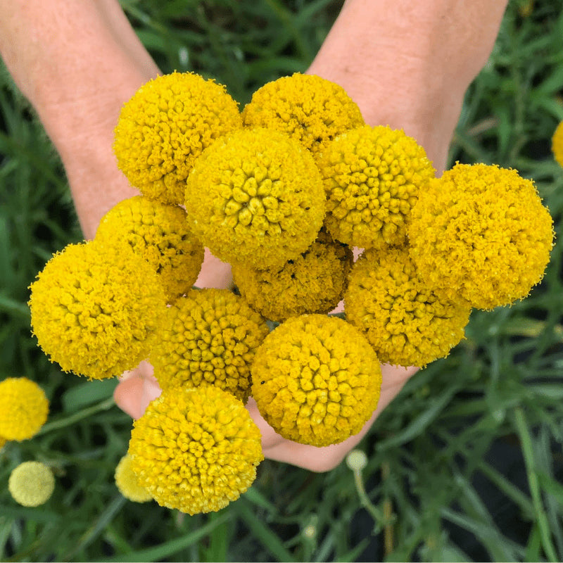 Craspedia SUN BALL,