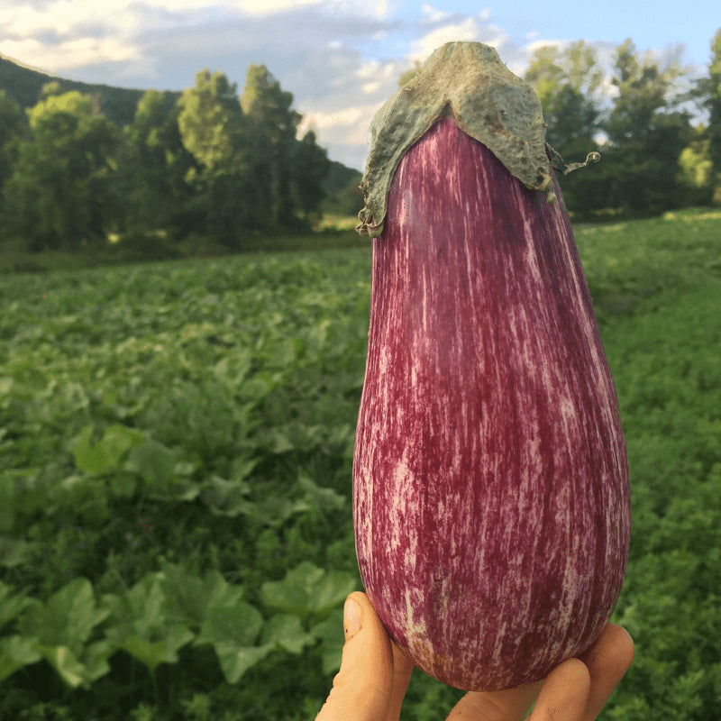 Eggplant Listada De Gandia