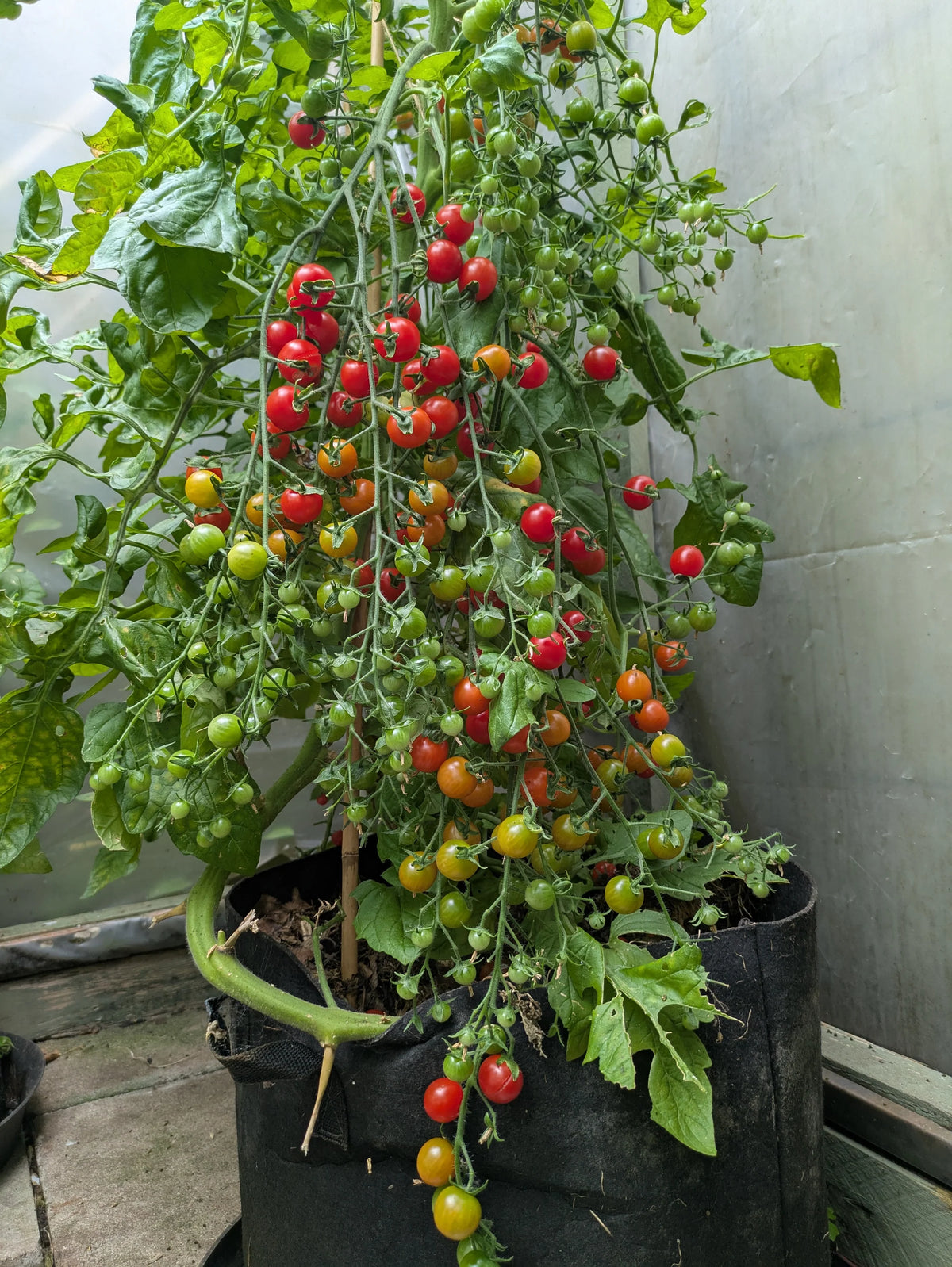 Iva's Red Berry