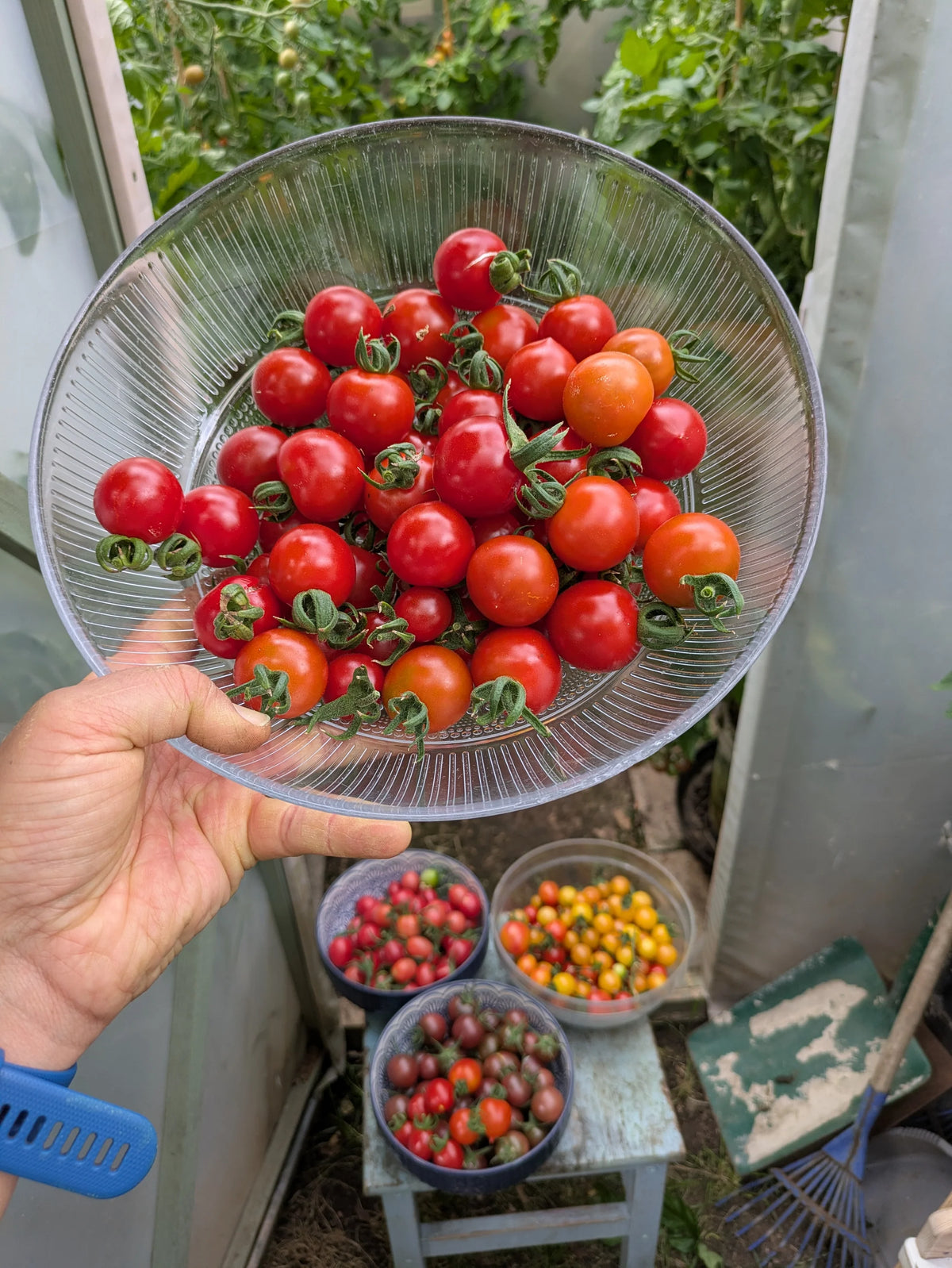 Iva's Red Berry
