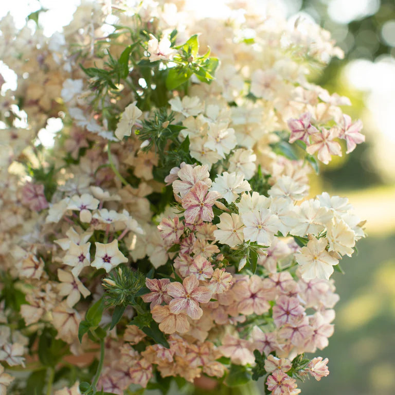 phlox drummondii grandiflora Crême Brûlée'