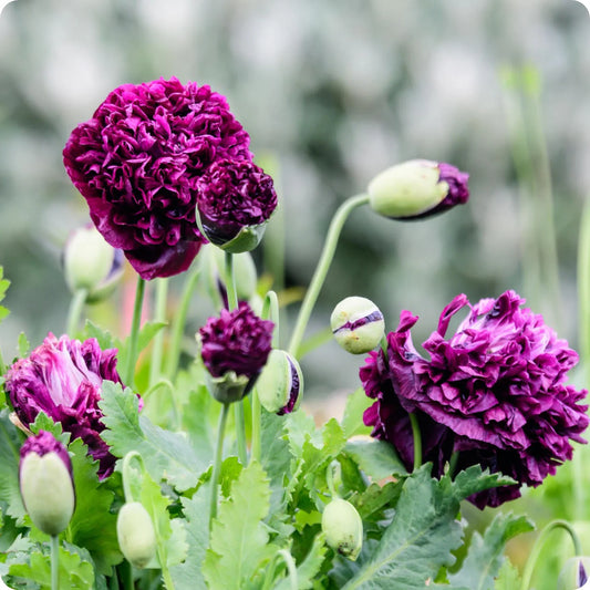 POPPY BLACK PEONY