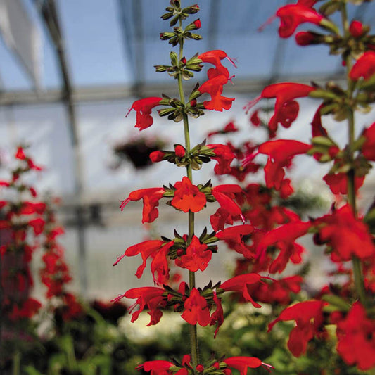 SALVIA SUMMER JEWELS RED