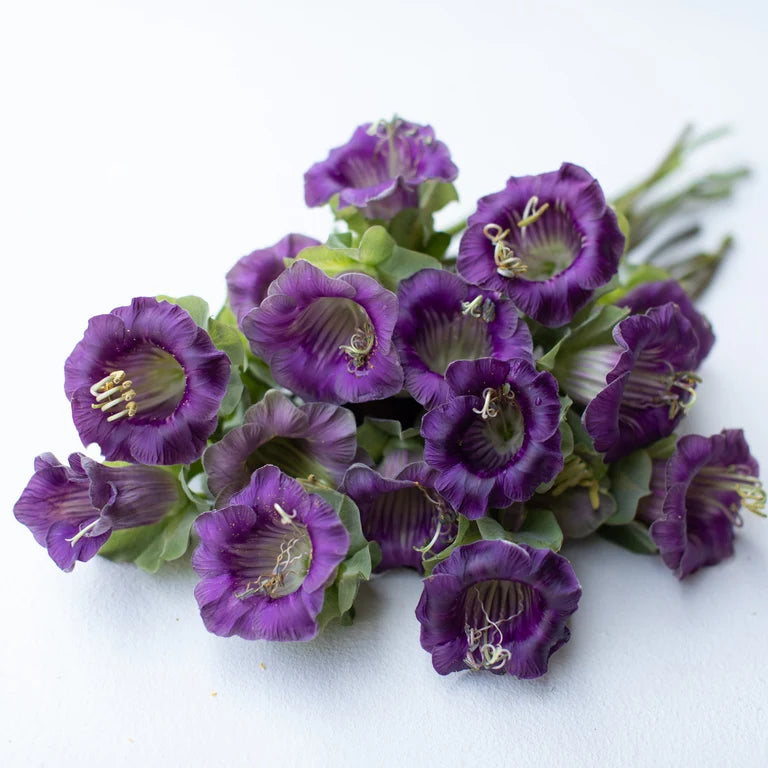 Cup and Saucer purple vine