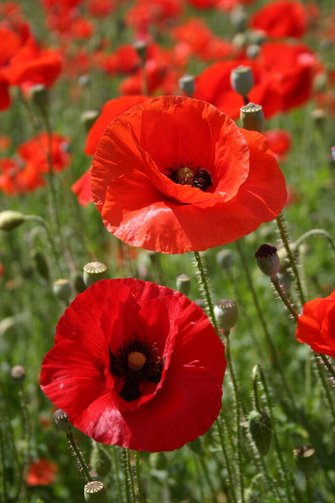 POPPY AMERICAN LEGION