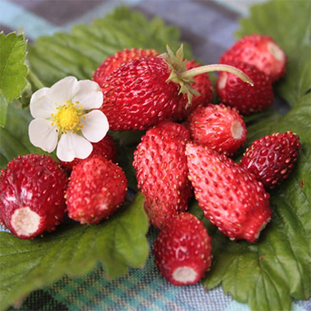 STRAWBERRY RED WONDER WILD