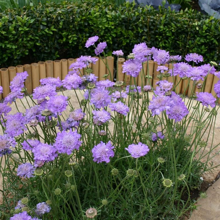 scabiosa columbaria