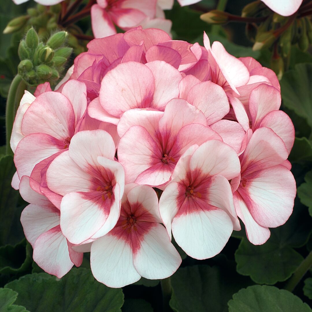 Maverick star geraniums