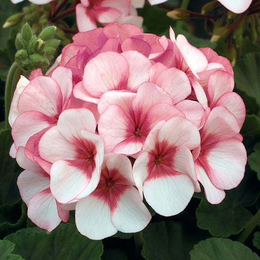 Maverick star geraniums