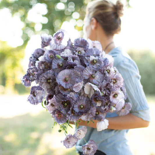POPPY AMAZING GREY