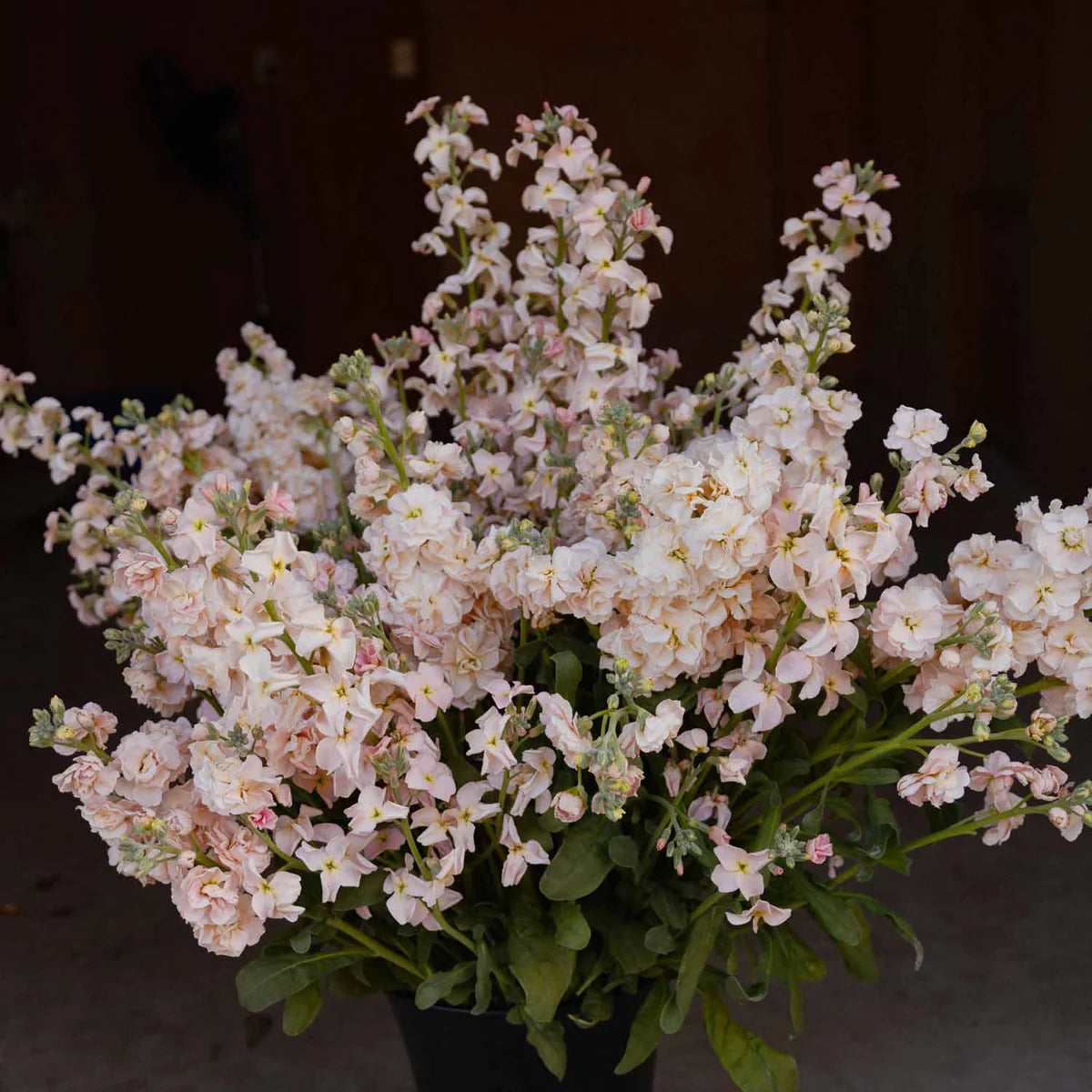 Quartet Apricot improved Matthiola incata
