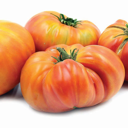 Hillbilly TOMATO