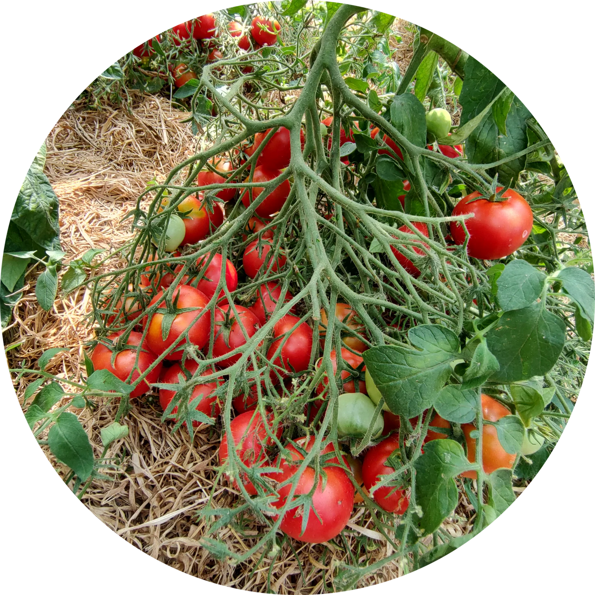 SuperMulti FloraLicious tomato