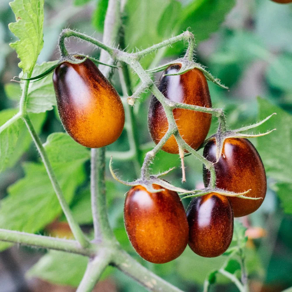 TOMATO Indigo Pear Drops