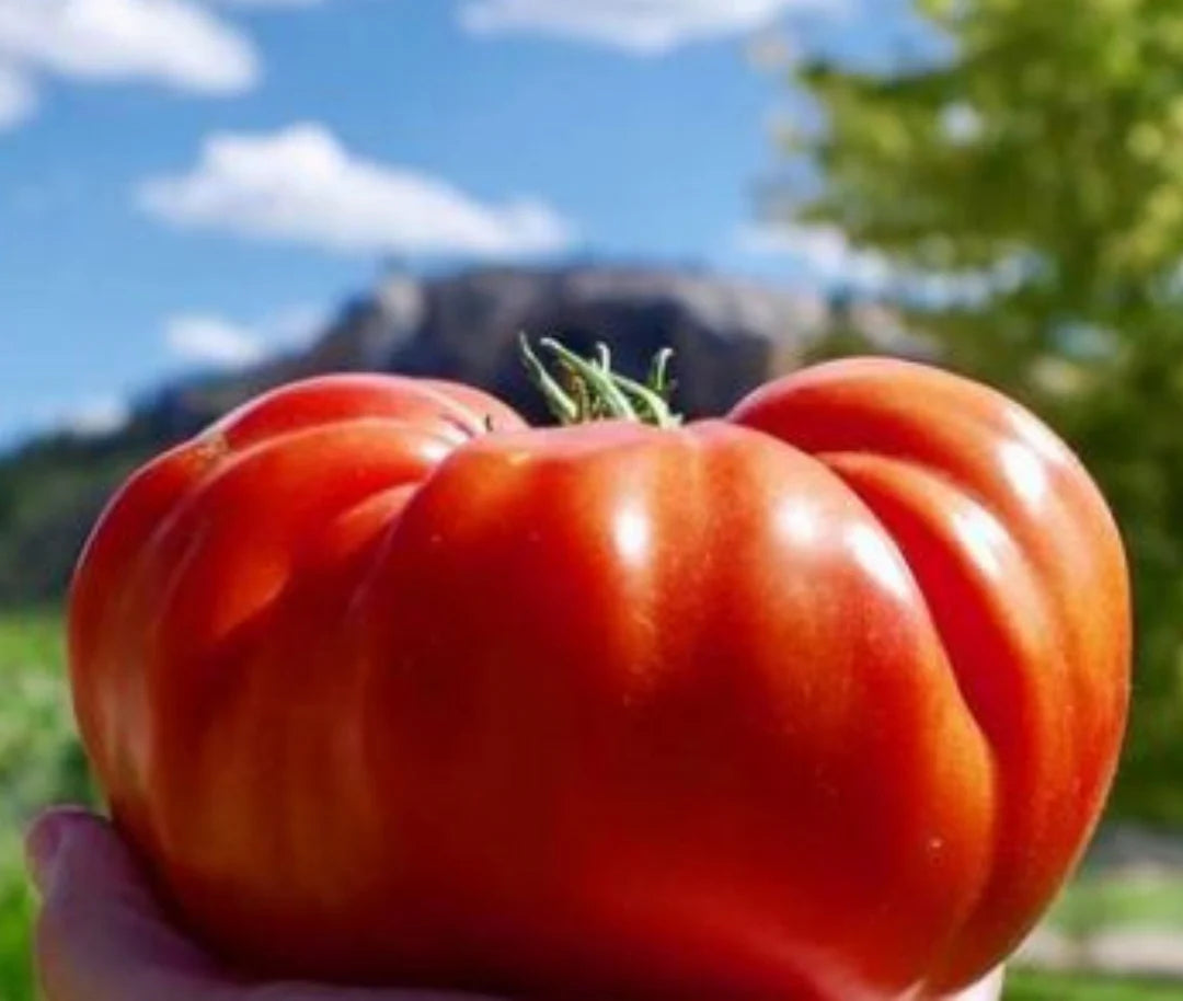 Cuostralee TOMATO