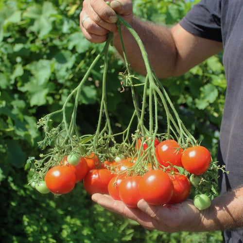 SuperMulti FloraLicious tomato