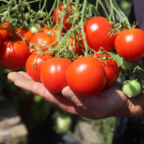 SuperMulti FloraLicious tomato