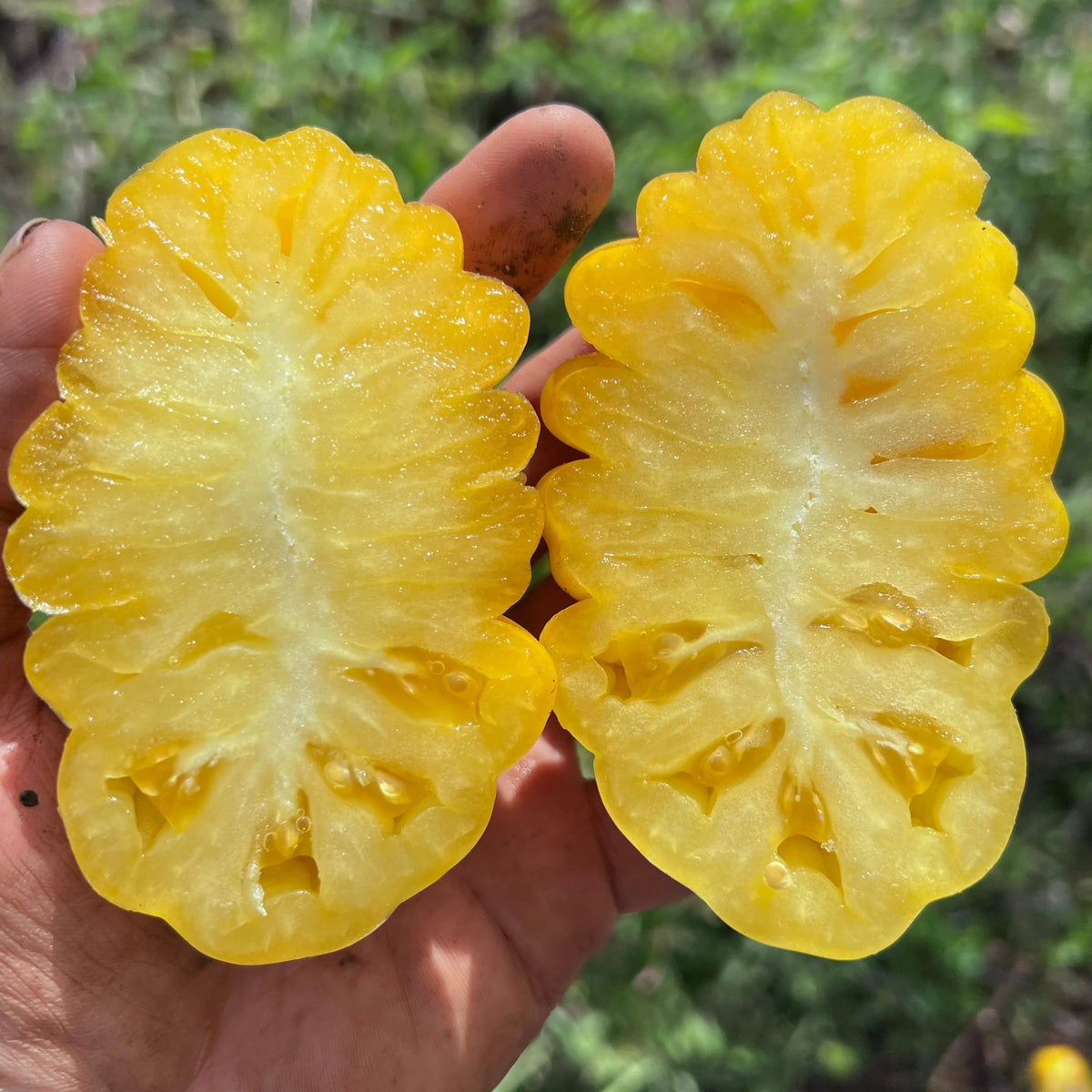 Tlacolula Yellow