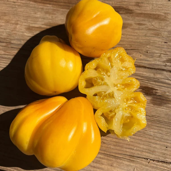 Tlacolula Yellow