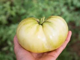 TOMATO WHITE TOmEsOL