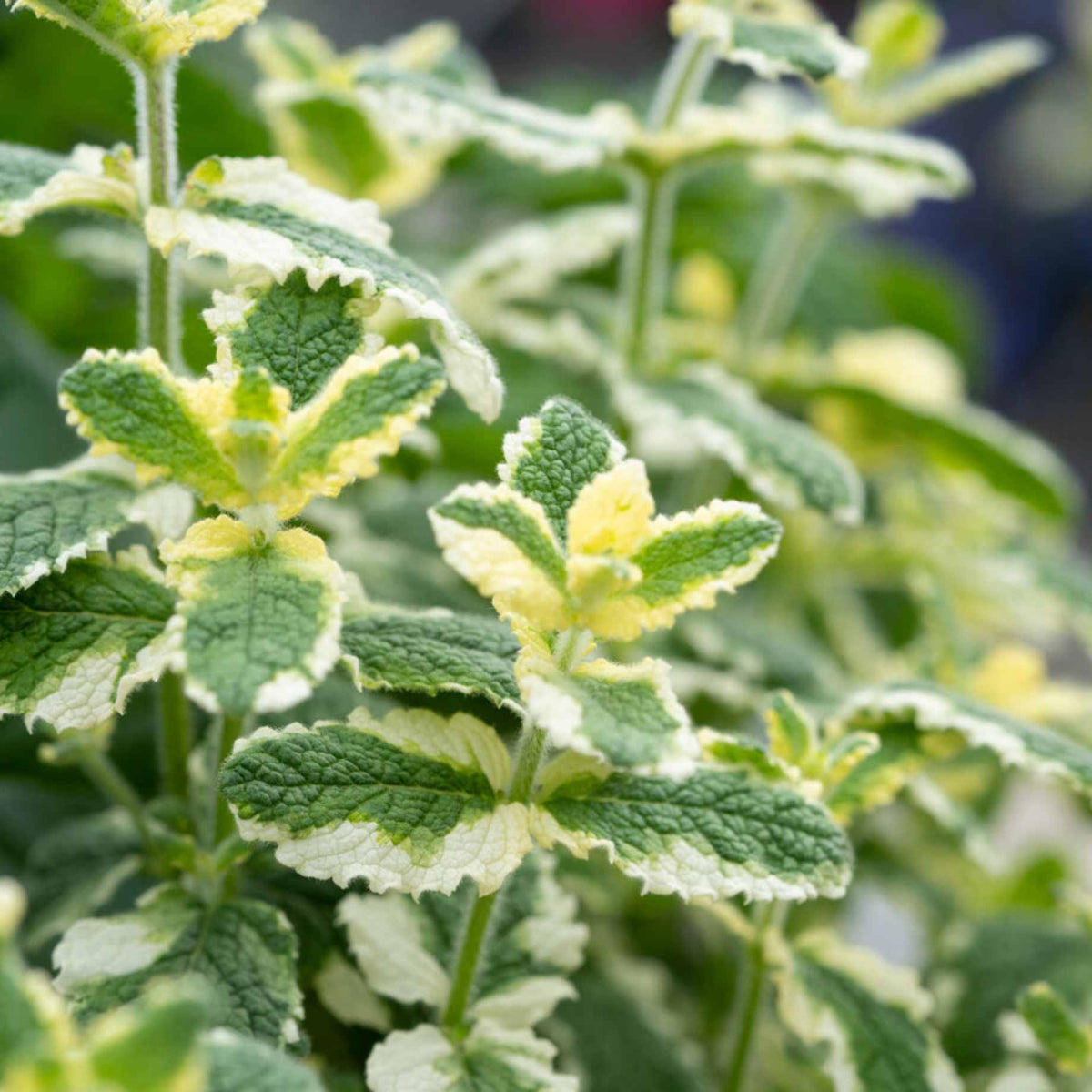 strawberry variegated mint