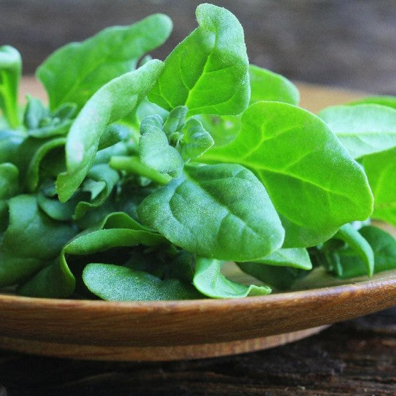 New Zealand Spinach