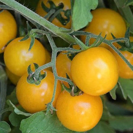 Hartman's Yellow Gooseberry