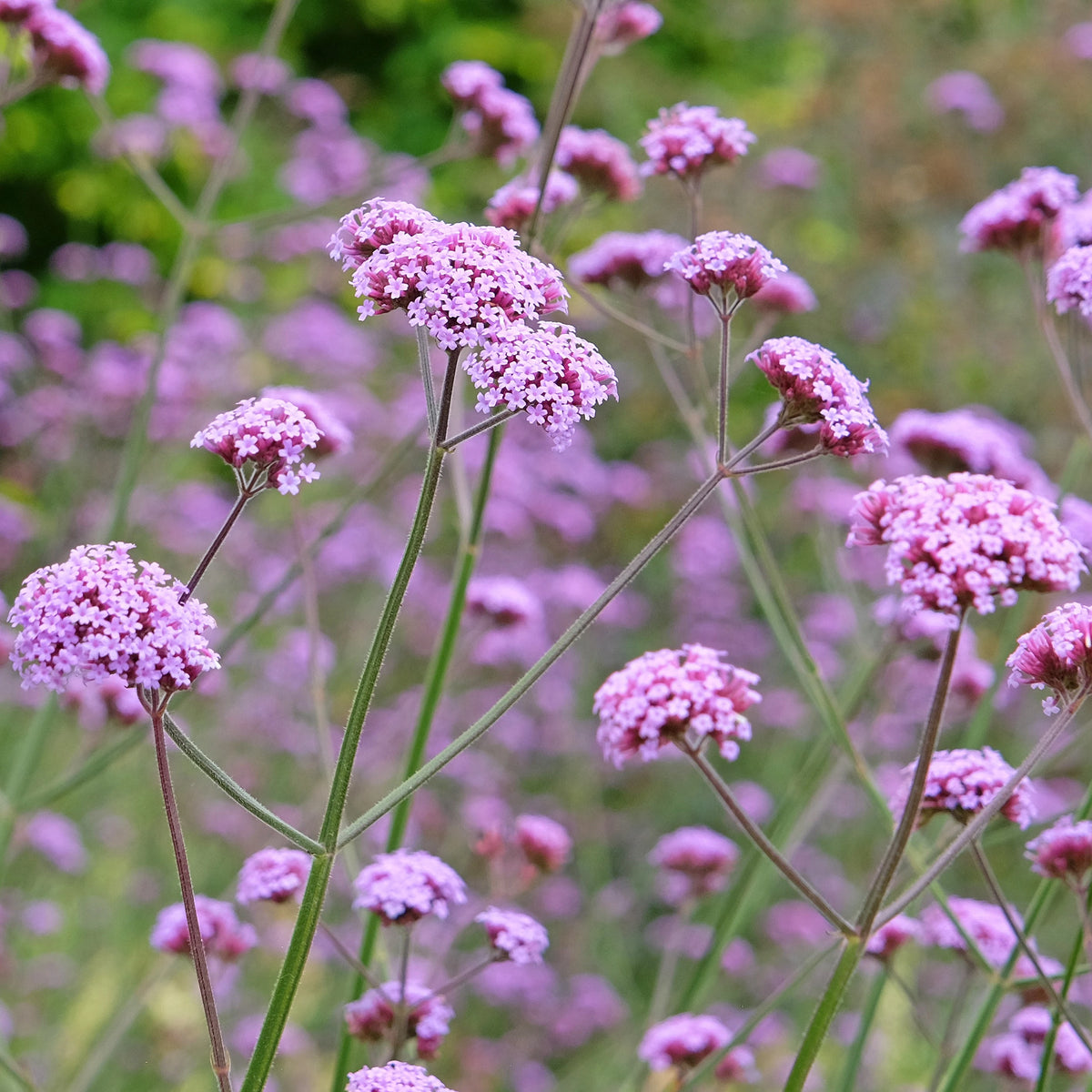 VARDENA Verbena bonariensis