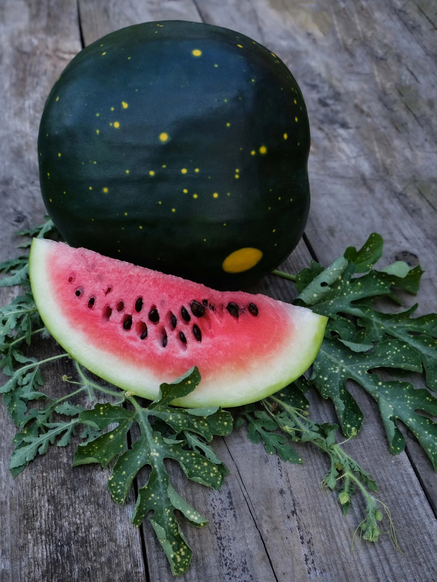 WATERMELON MOON AND STARS