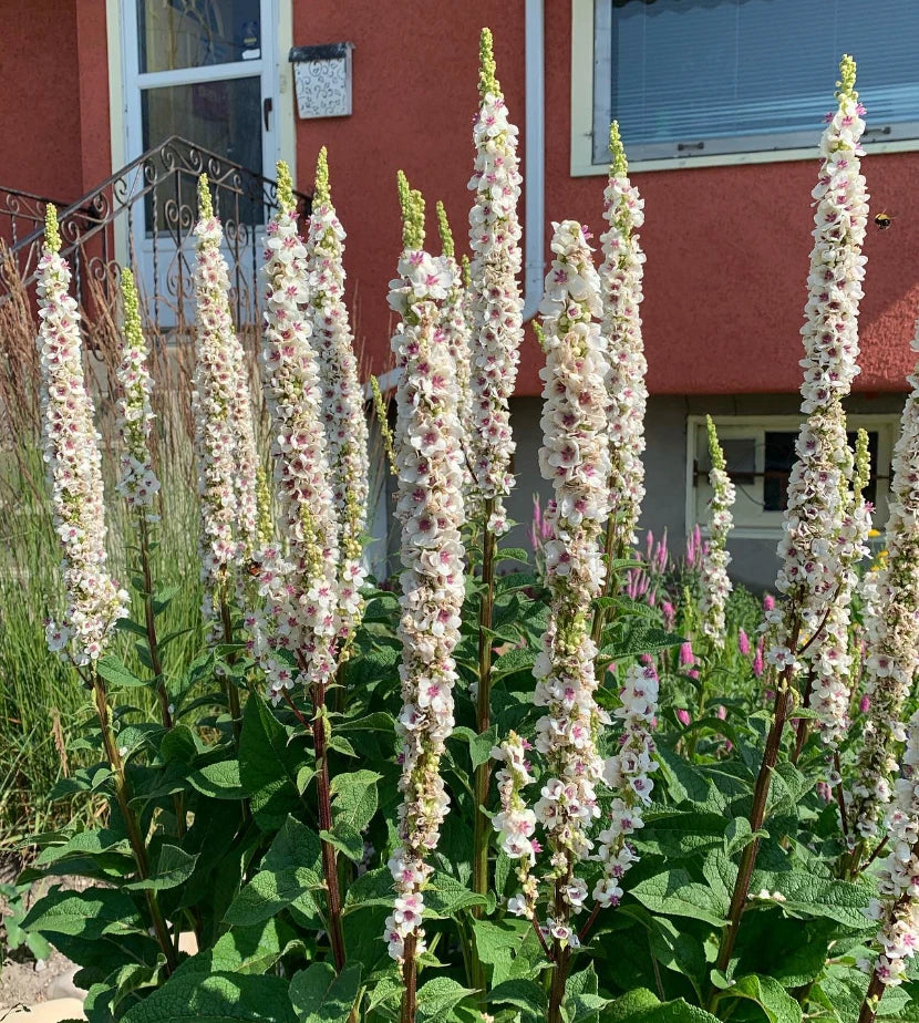 MULLEIN WEDDING CANDLES
