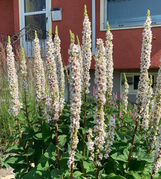 MULLEIN WEDDING CANDLES