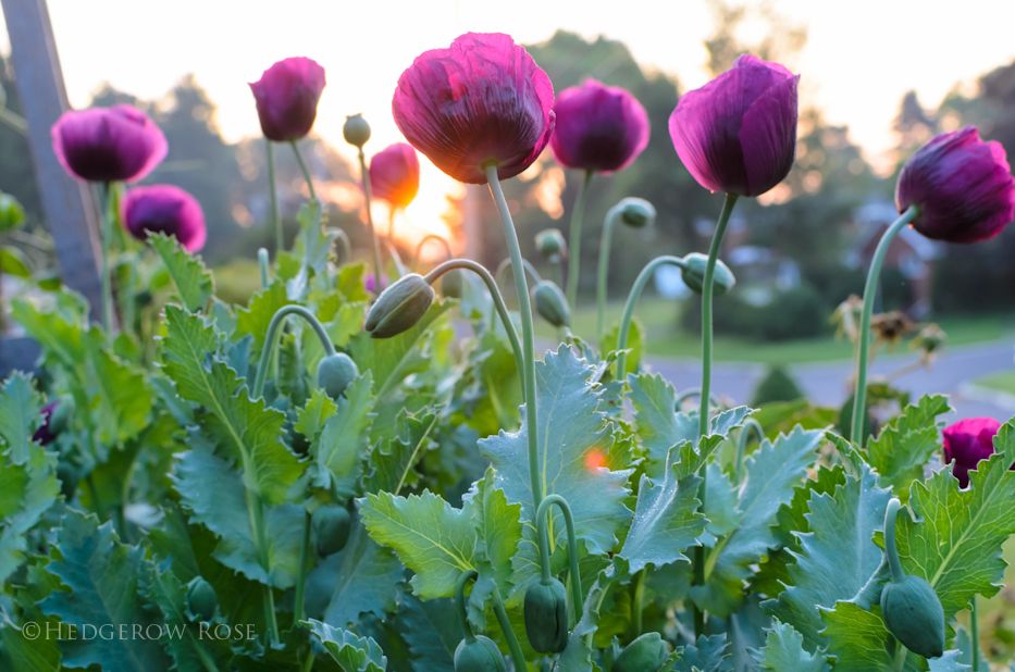 Poppy 'Lauren's Grape'