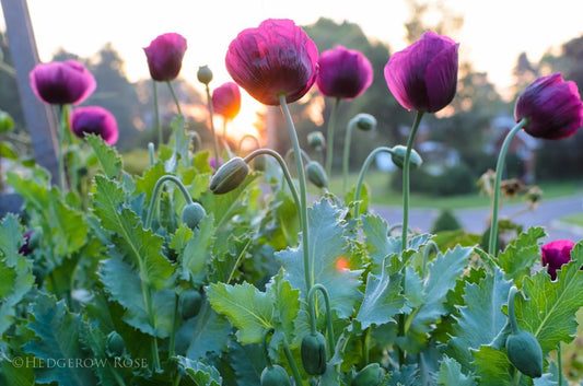 Poppy 'Lauren's Grape'