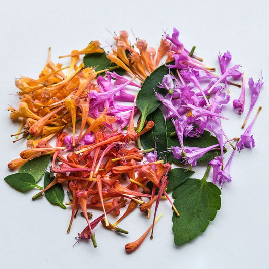 AGASTACHE FRAGRANT DELIC mix