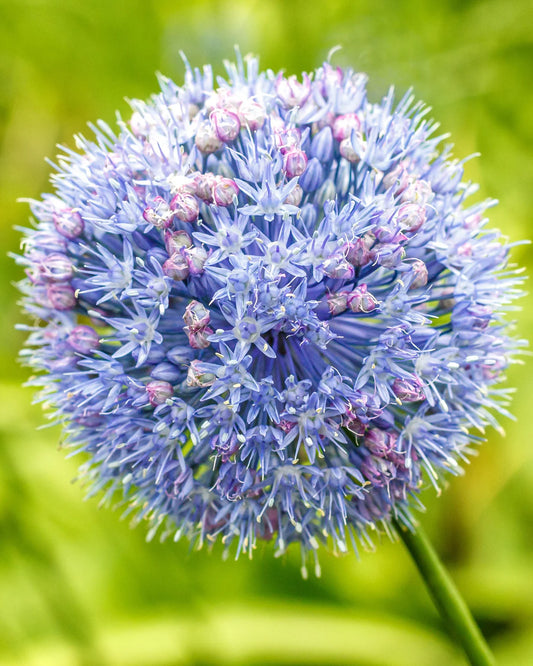 Allium azureum syn. Allium caeruleum 15