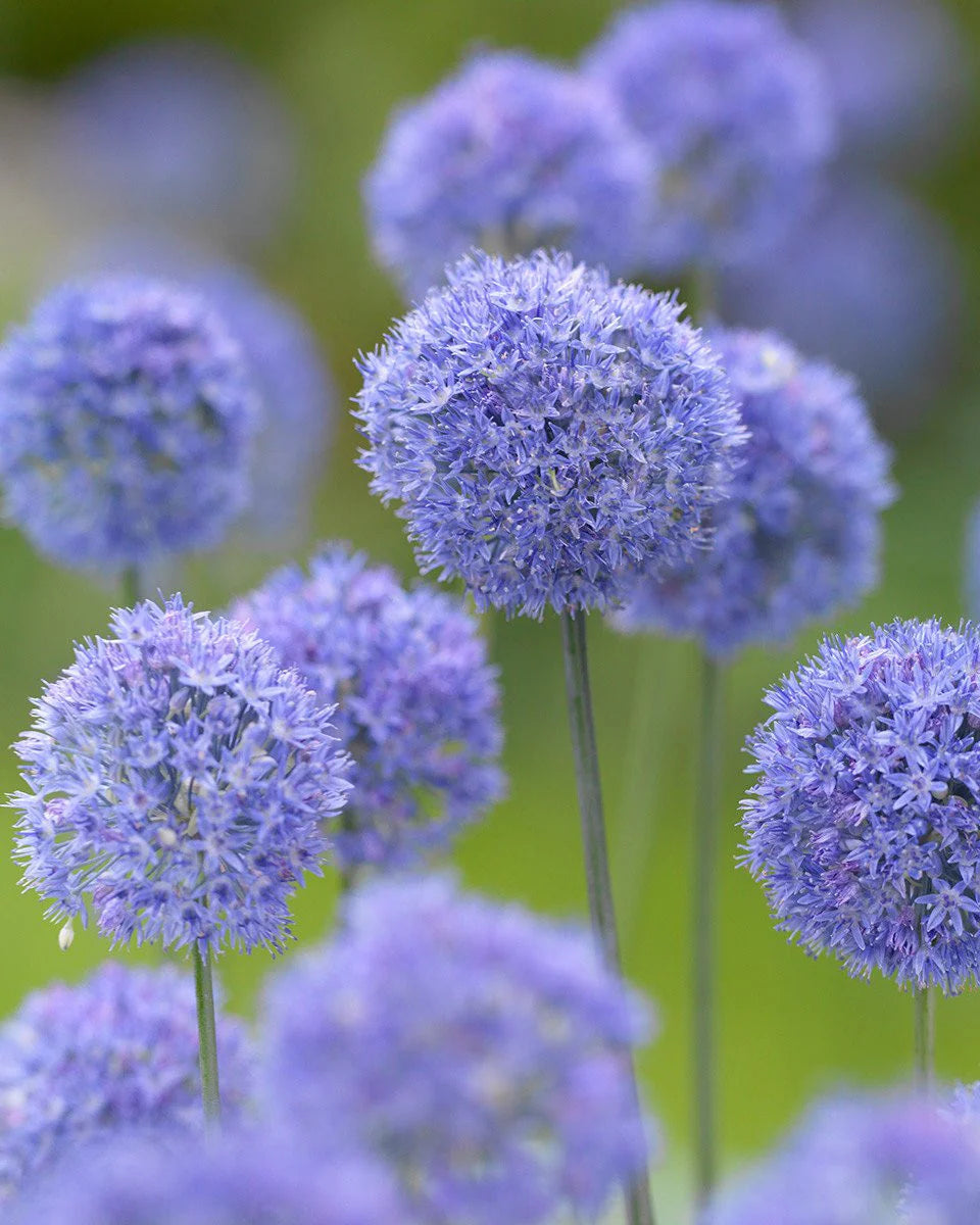 Allium azureum syn. Allium caeruleum 15