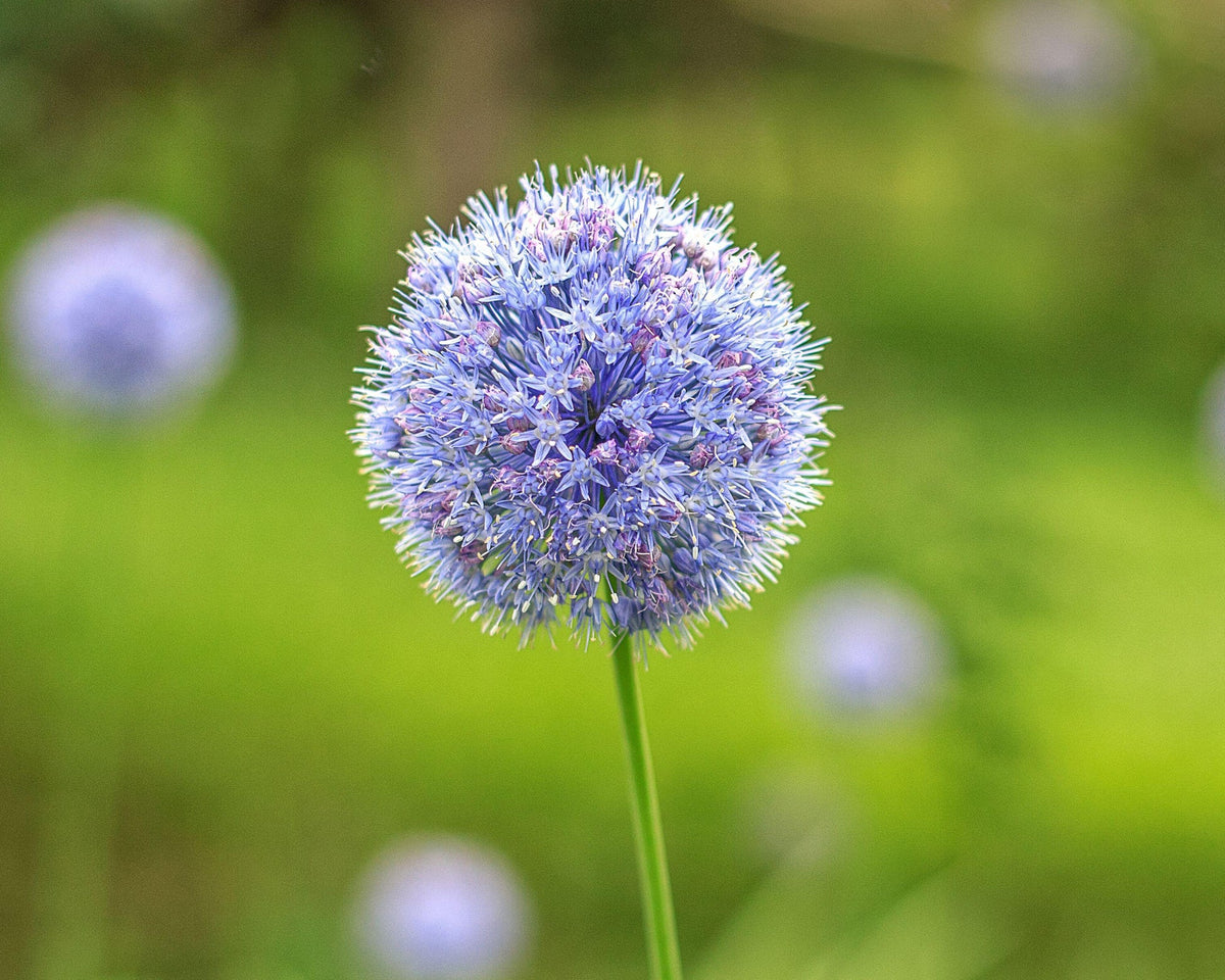 Allium azureum syn. Allium caeruleum 15