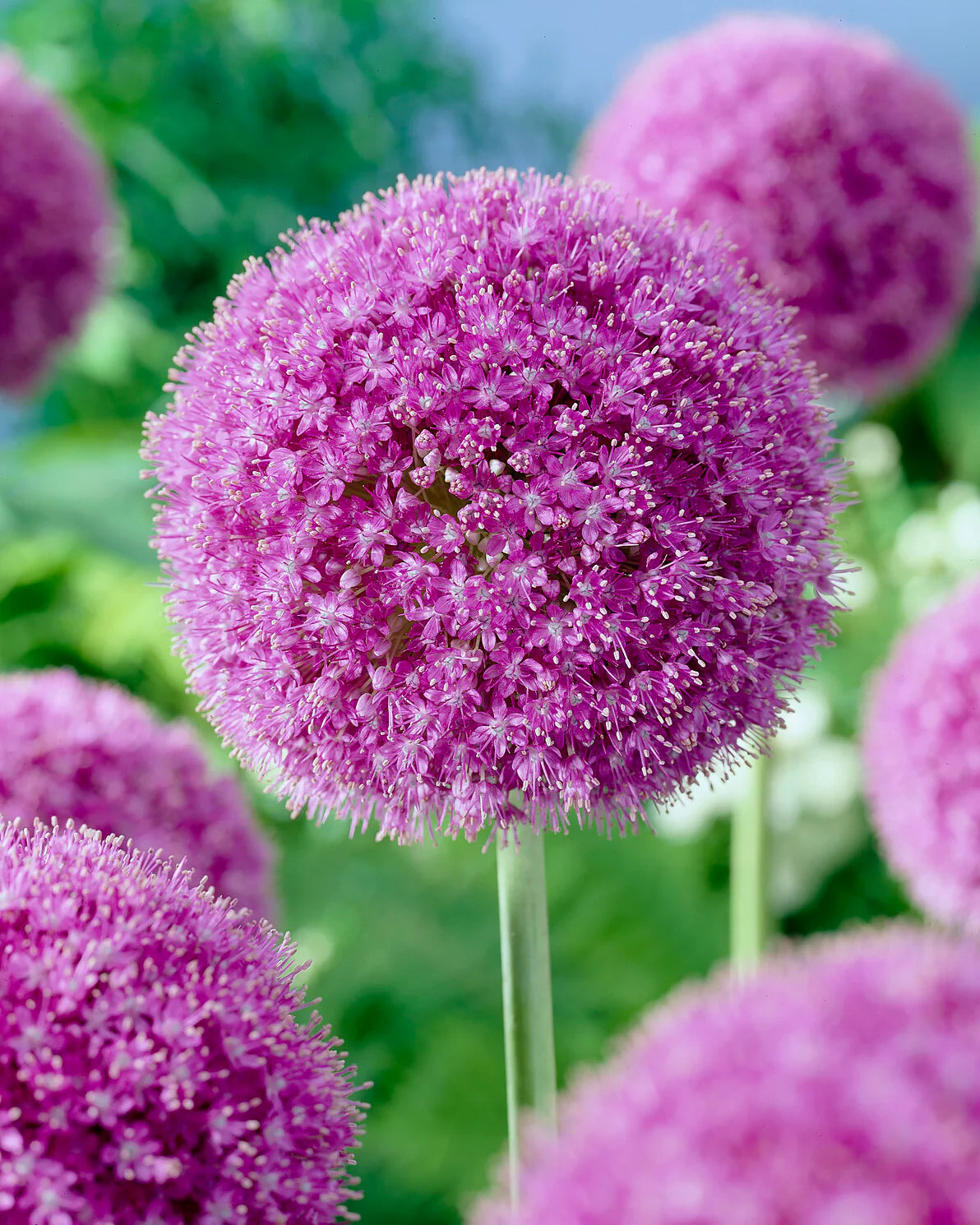 Allium giganteum "Giant onion" 1