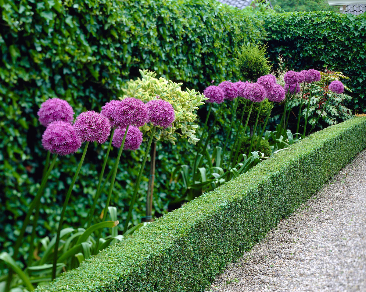 Allium giganteum "Giant onion" 1