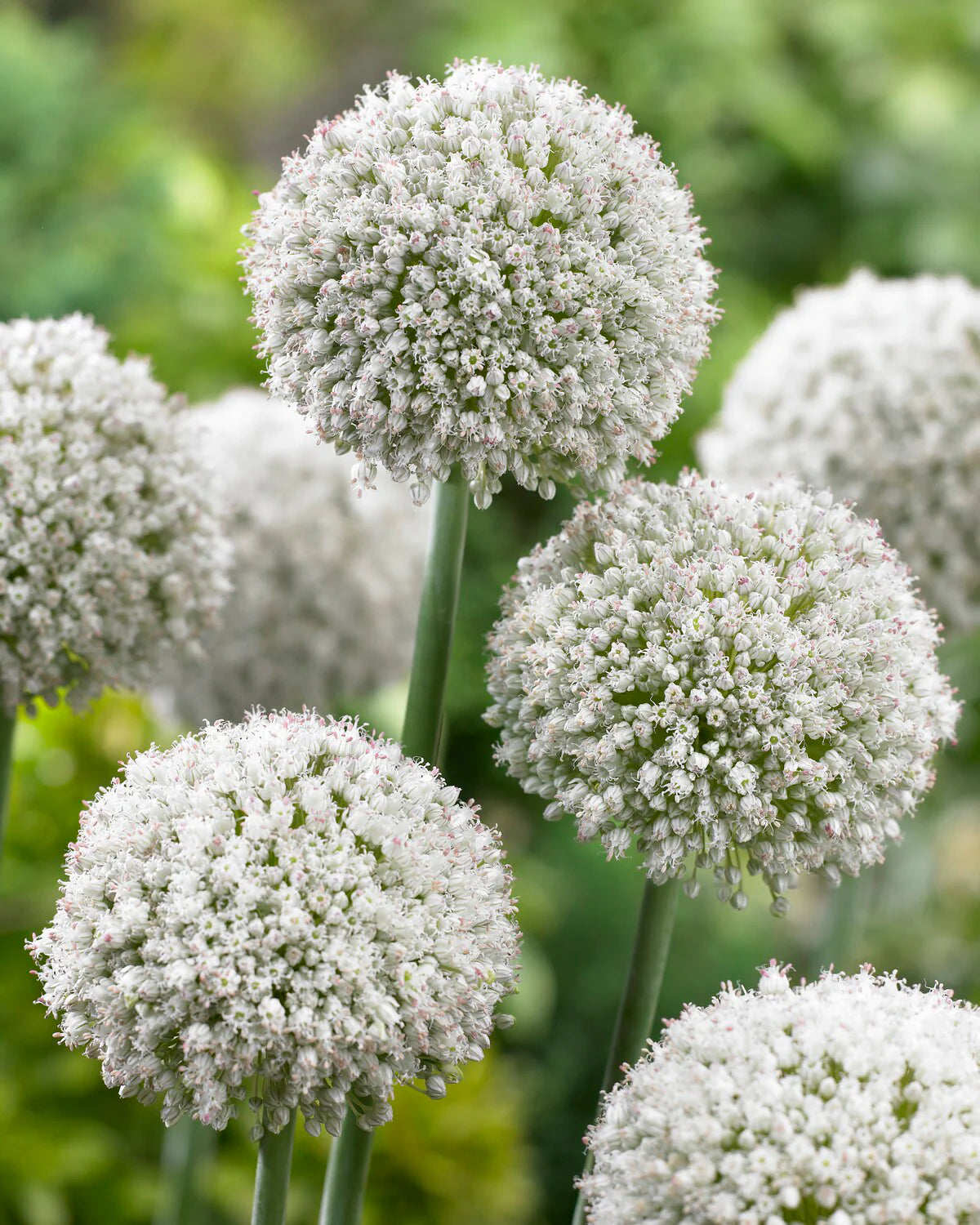 Allium 'Ping Pong' "Wild leek" bulbs 20