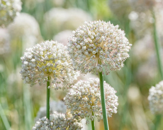 Allium 'Ping Pong' "Wild leek" bulbs 20